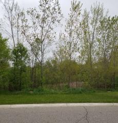 Witherspoon Way (wetland)